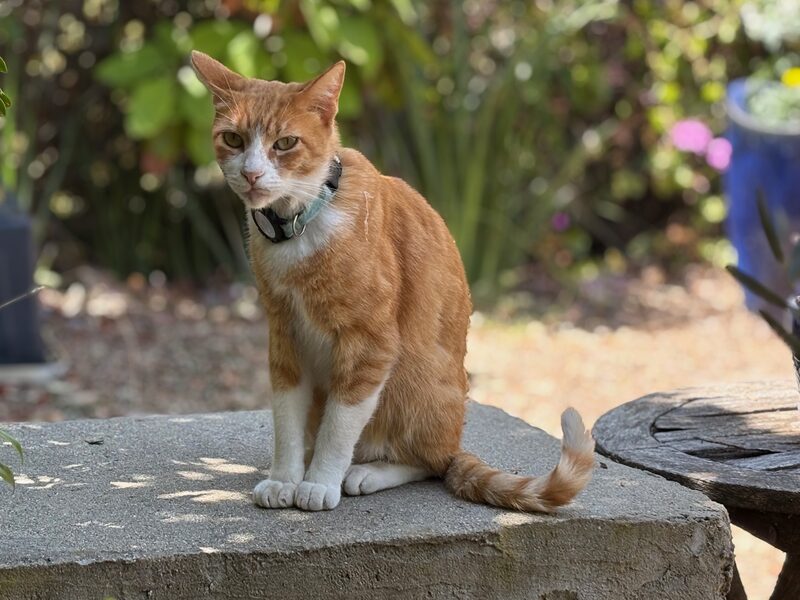Sid, a ginger-and-white tabby wearing his GPS collar, sitting on a stone bench in the garden